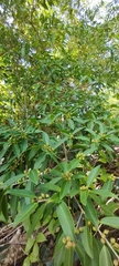 Ficus pertusa