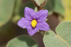 Solanum crassitomentosum