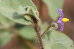 Solanum crassitomentosum
