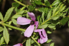 Tetratheca pilosa