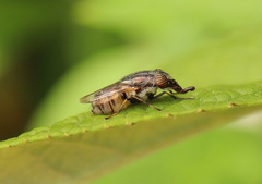 Stomorhina subapicalis