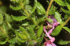 Tetratheca pilosa