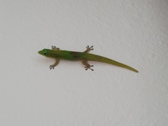 Phelsuma laticauda laticauda