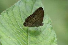 Hermeuptychia hermes