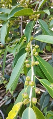 Ficus pertusa