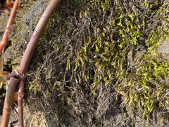 Brachythecium rivulare