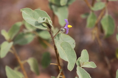 Solanum crassitomentosum