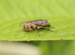 Stomorhina subapicalis