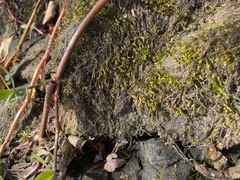 Brachythecium rivulare