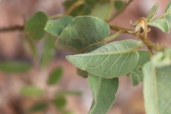 Solanum crassitomentosum