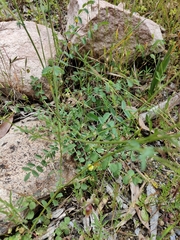 Sanguisorba minor muricata