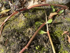 Brachythecium rivulare