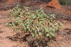 Solanum crassitomentosum