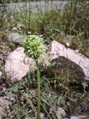 Sanguisorba minor muricata