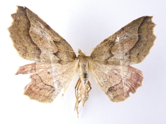 Ischalis variabilis