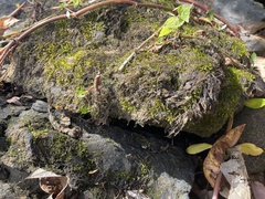 Brachythecium rivulare