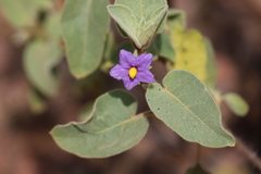 Solanum crassitomentosum