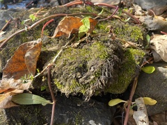 Brachythecium rivulare