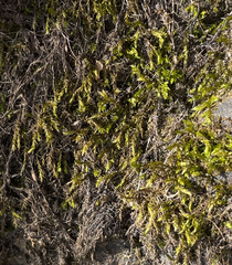 Brachythecium rivulare