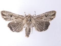Ichneutica lignana