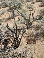 Cylindropuntia thurberi