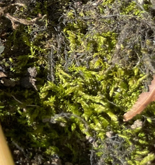 Brachythecium rivulare