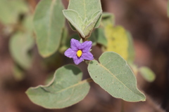 Solanum crassitomentosum