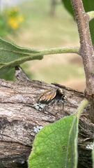 Phidippus arizonensis