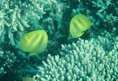 Chaetodon rainfordi