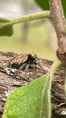 Phidippus arizonensis