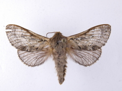 Wiseana cervinata