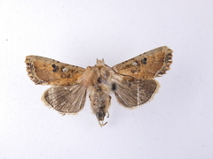 Meterana inchoata