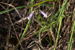 Penstemon hirsutus