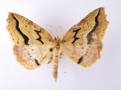 Ischalis variabilis