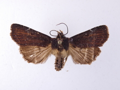 Austramathes purpurea