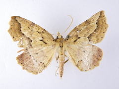 Ischalis variabilis