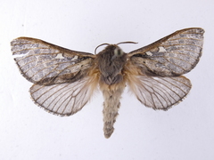Wiseana cervinata