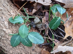 Euonymus