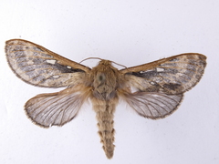 Wiseana cervinata