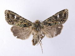 Ichneutica plena