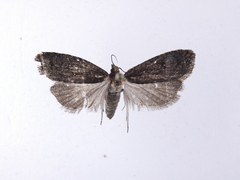 Cryptaspasma querula