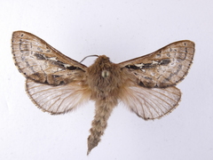 Wiseana cervinata