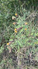 Malvastrum americanum