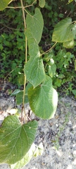 Vitis tiliifolia