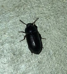 Tenebrionidae
