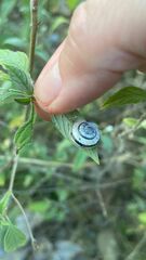 Xerolenta obvia