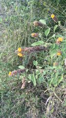 Malvastrum americanum