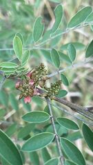 Indigofera suffruticosa