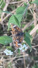 Phyciodes phaon phaon