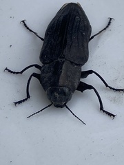 Merimna atrata